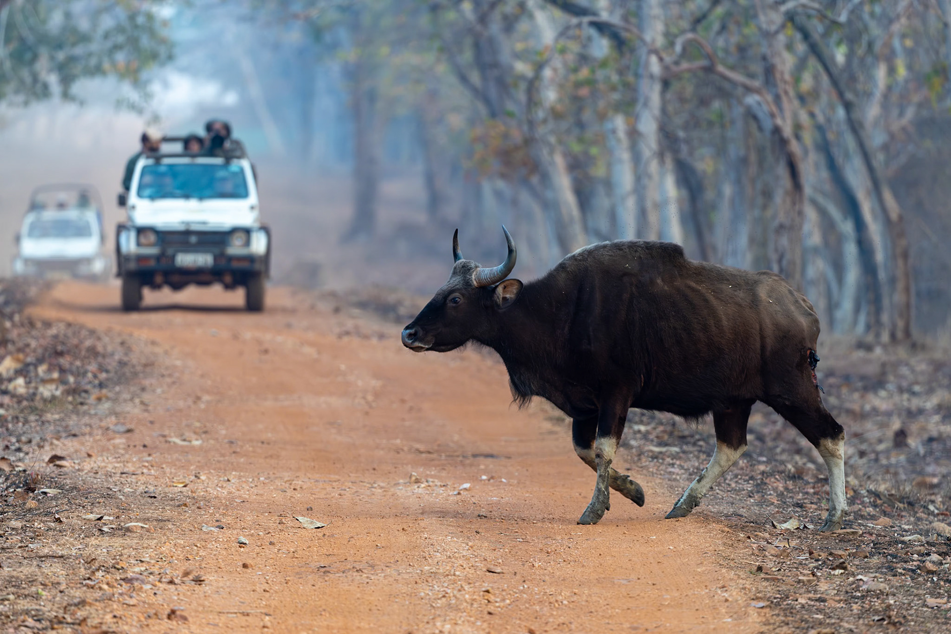Tadoba Andhari Tiger Reserve