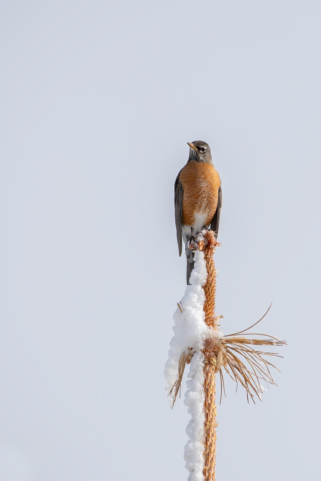 Humboldt-Toiyabe National Forest, NV