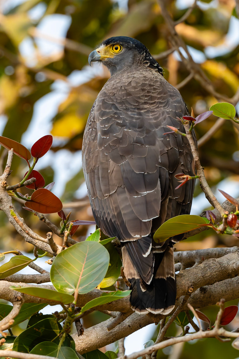 Tadoba Andhari Tiger Reserve