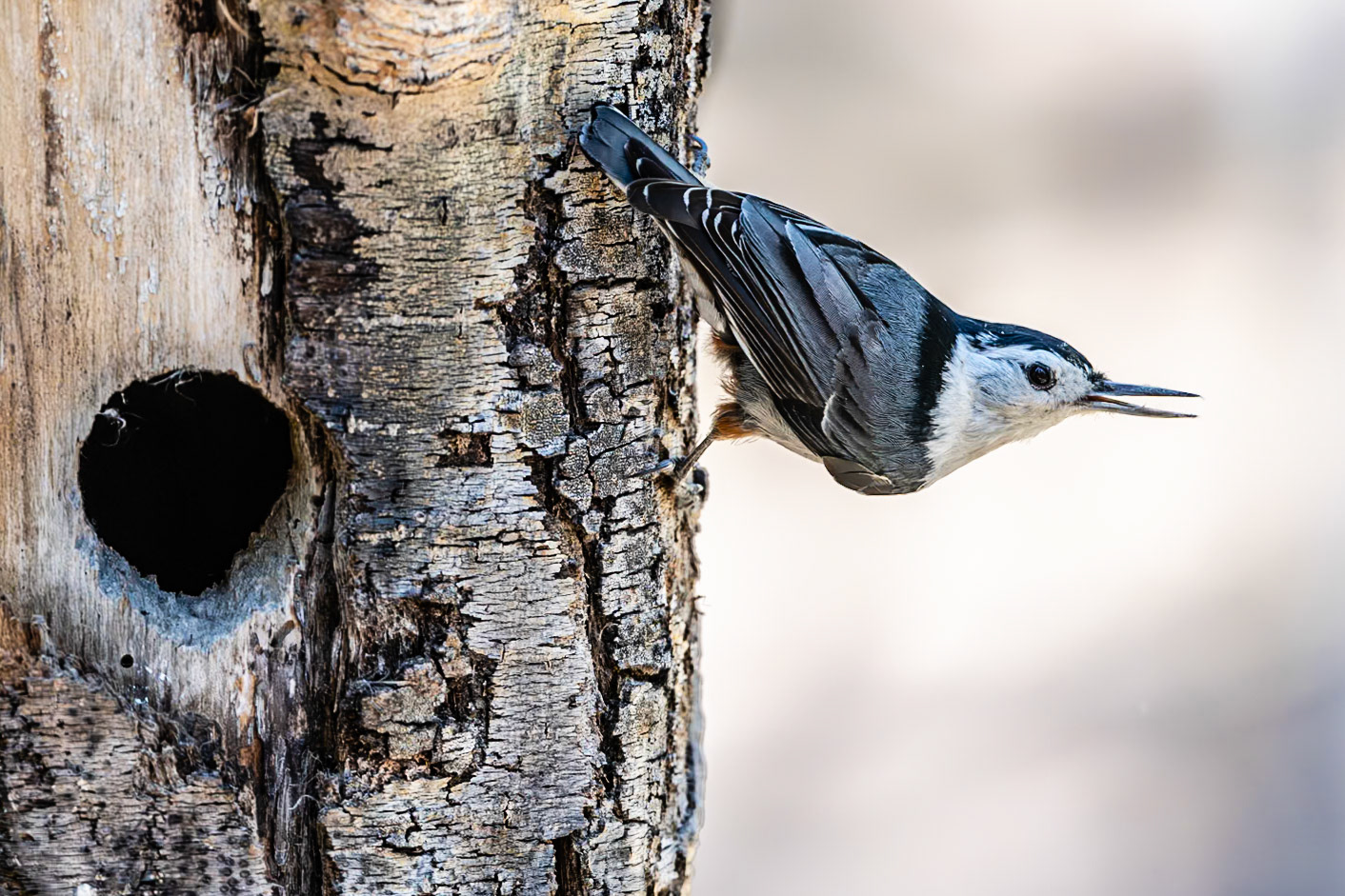 Santa Fe National Forest, NM