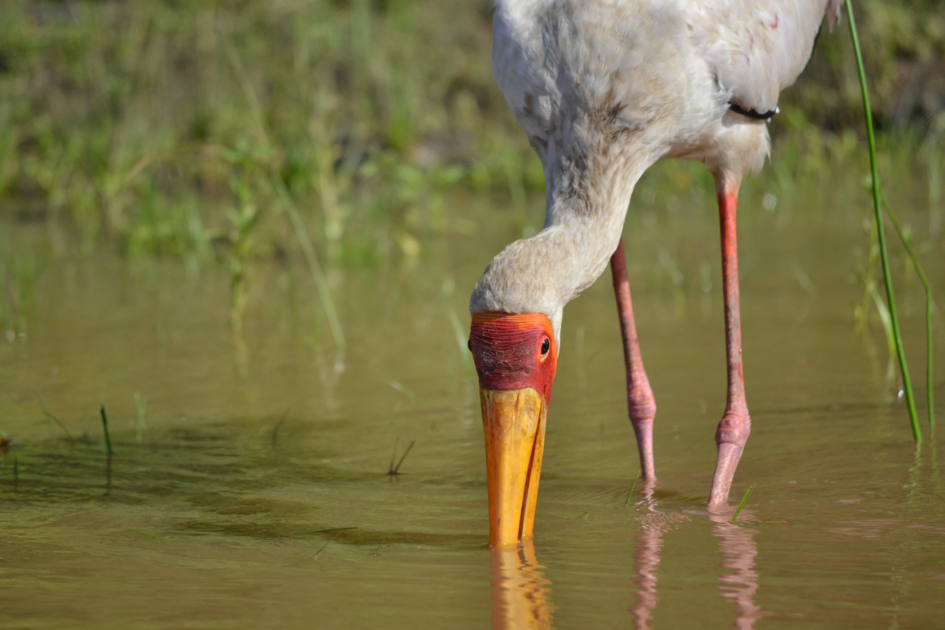 Selous Game Reserve, Tanzania
