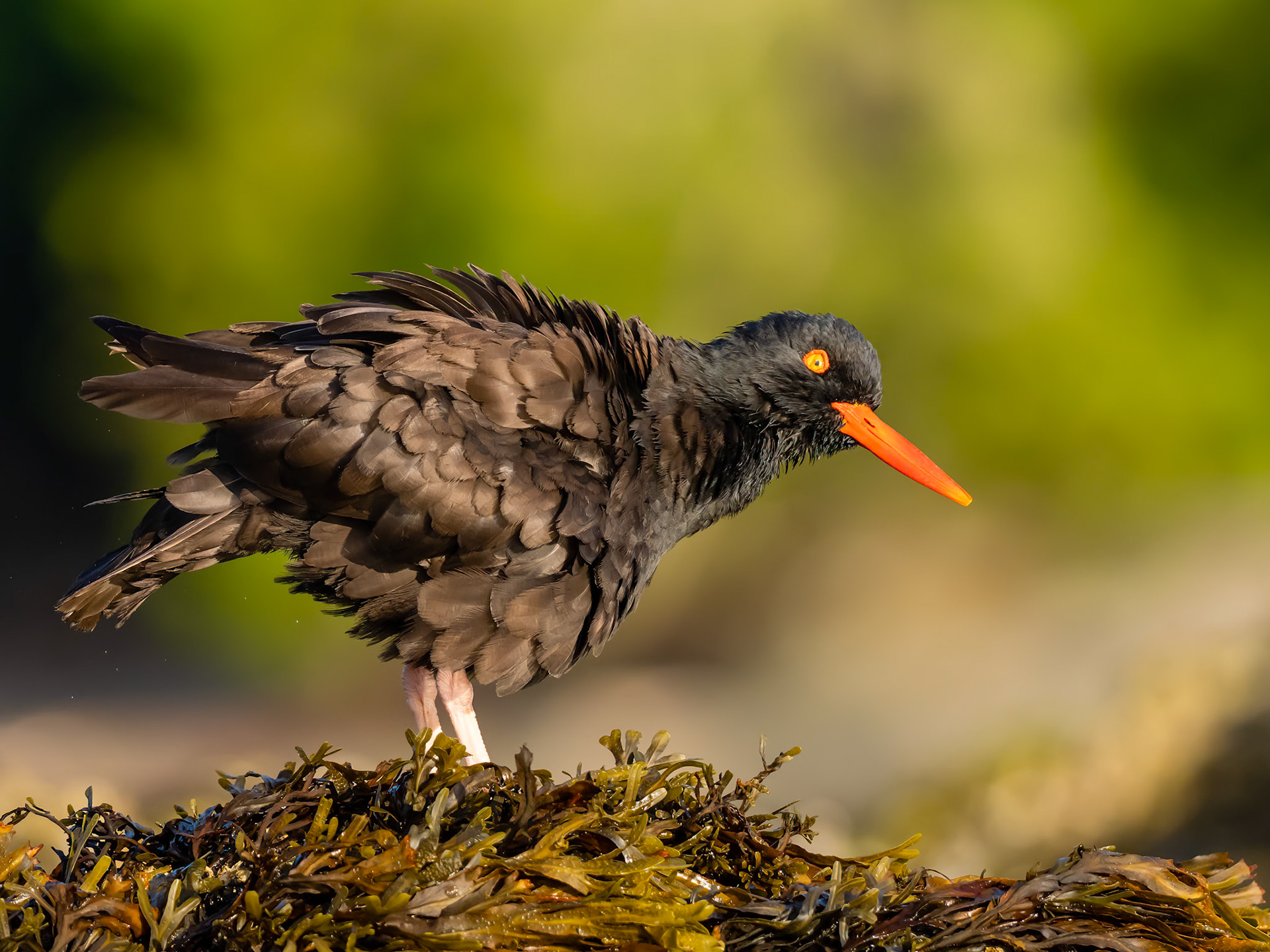 Barkley Sound, British Columbia