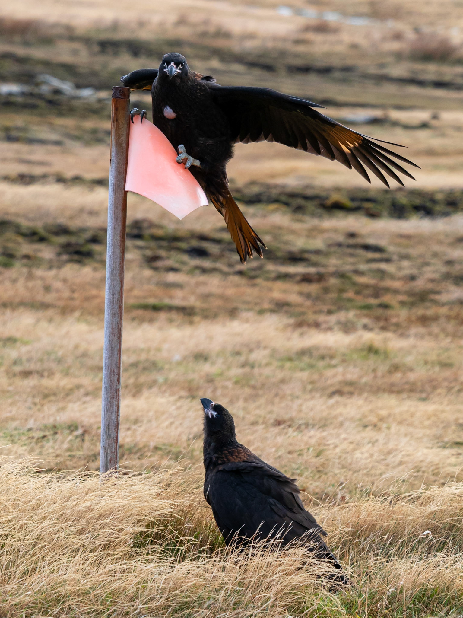 West Point Island, Falklands