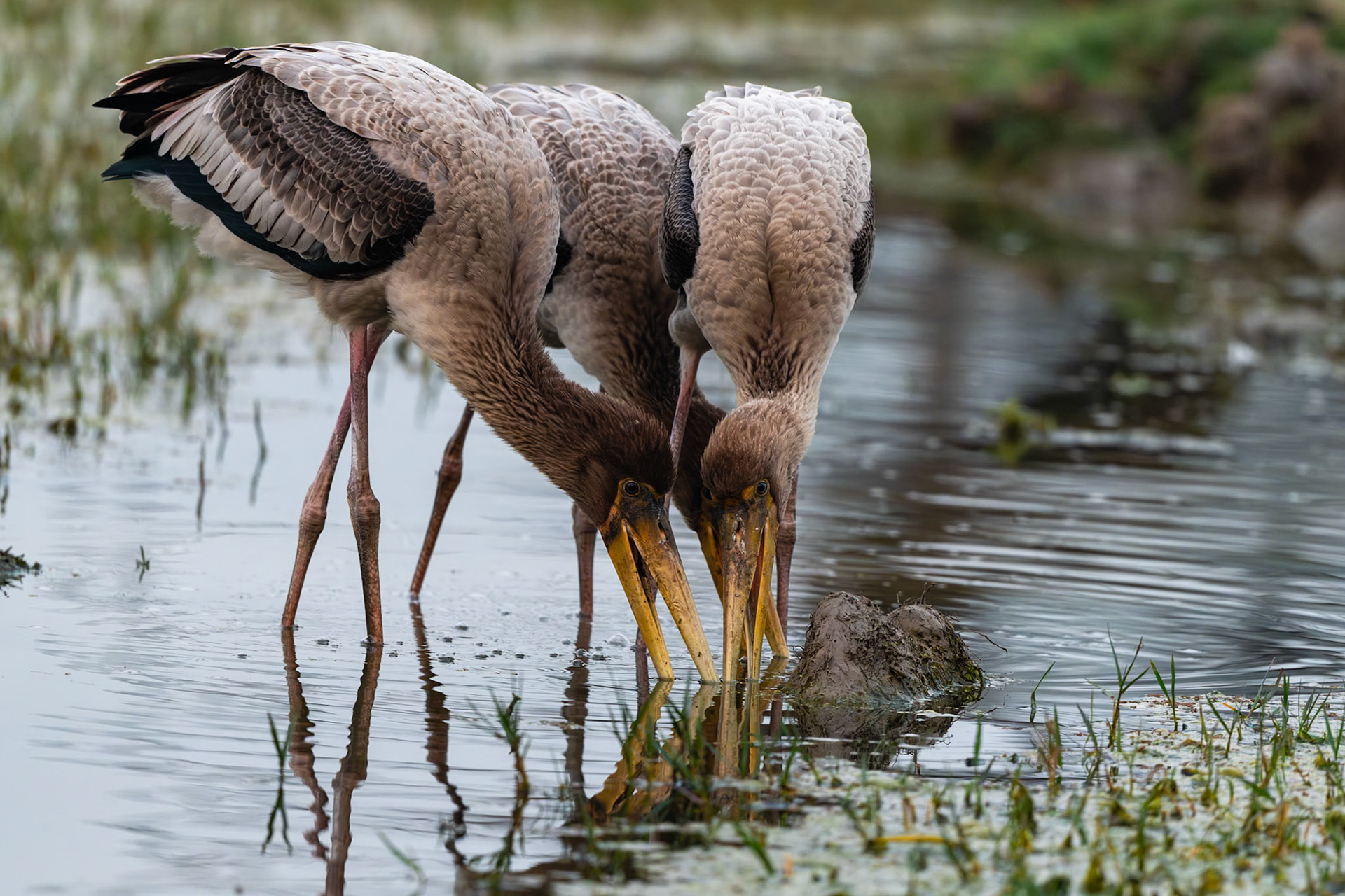 Keoladeo National Park