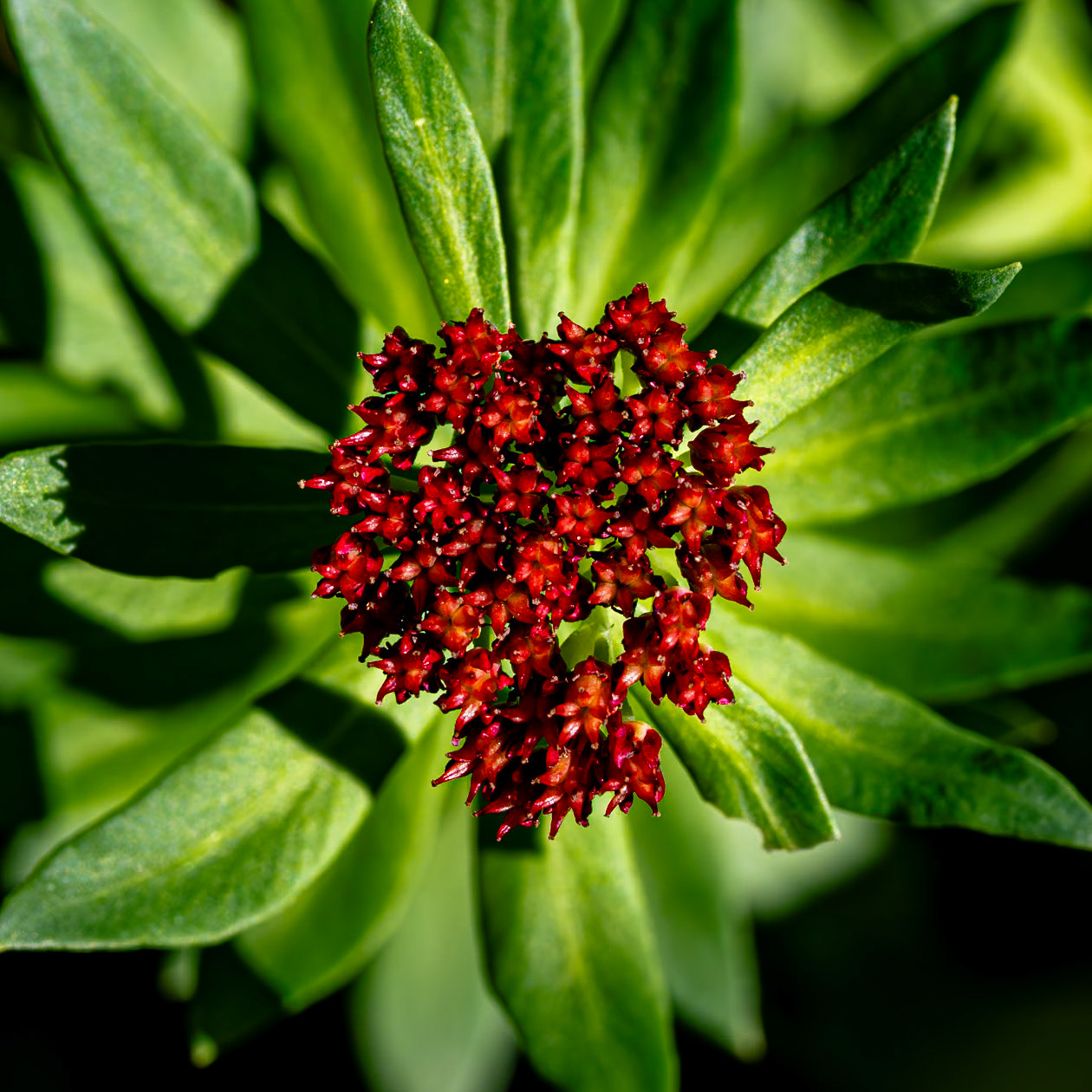 Santa Fe National Forest, NM