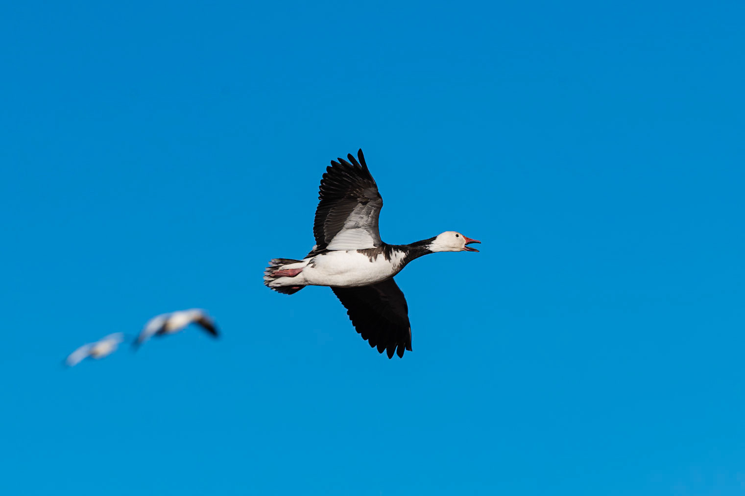 Bernardo Wildlife Area, NM