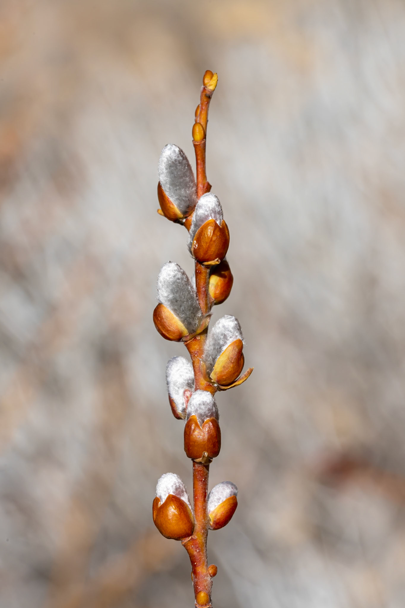 Humboldt-Toiyabe National Forest, NV