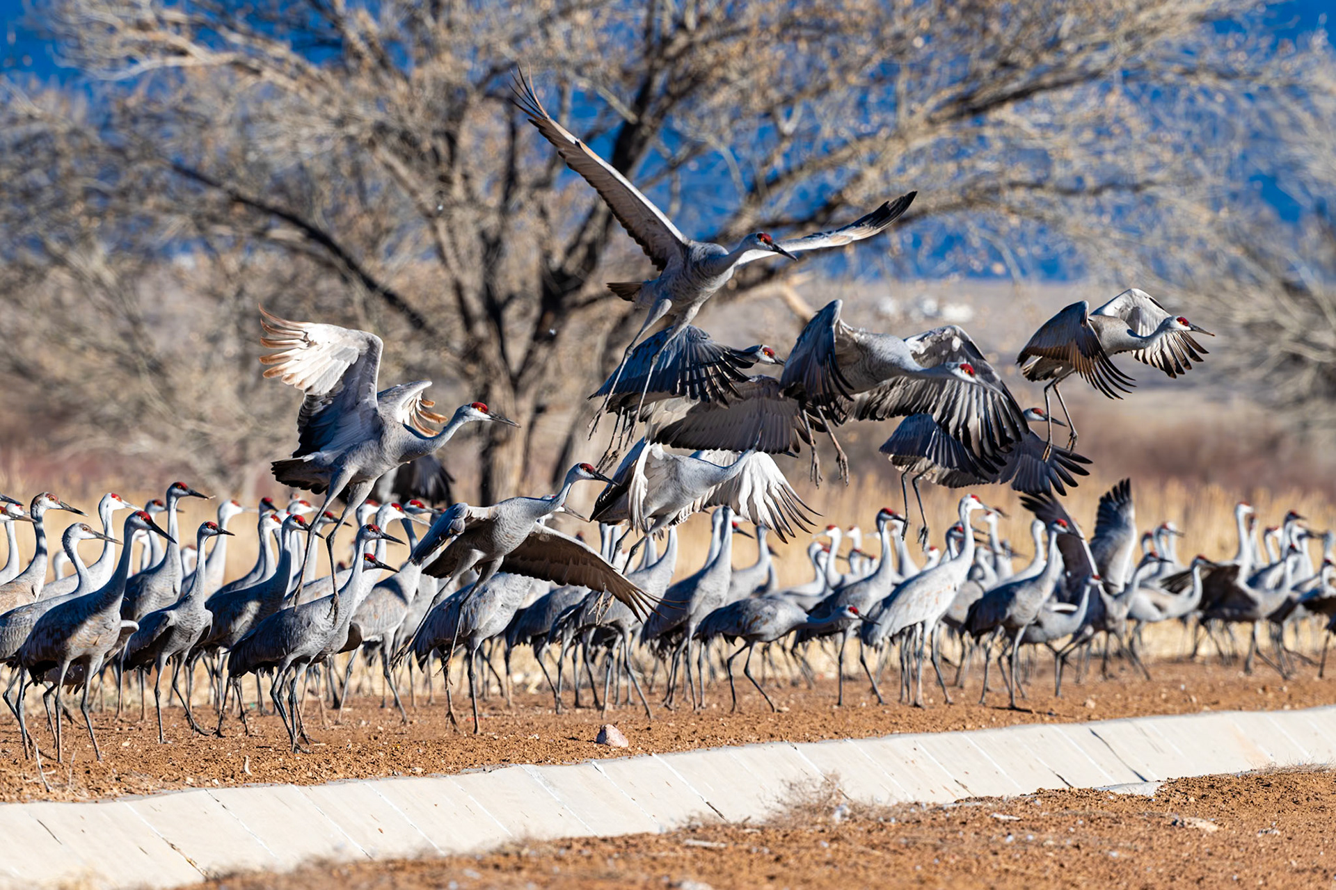 Bernardo Wildlife Area, NM