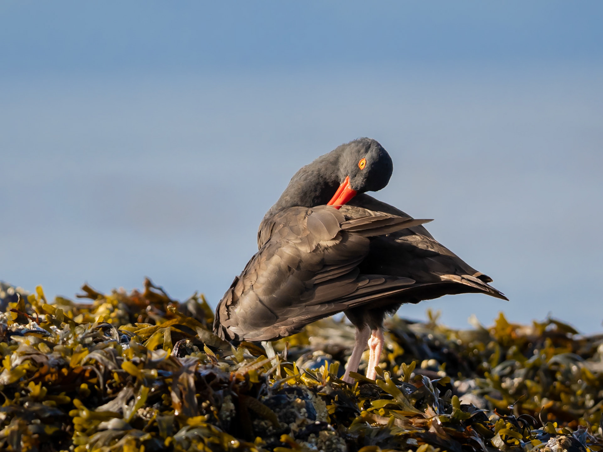 Barkley Sound, British Columbia