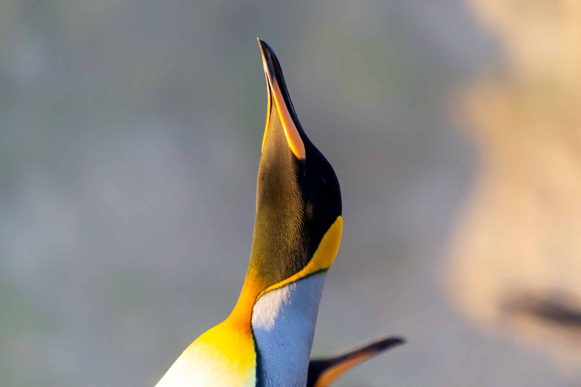 South Georgia