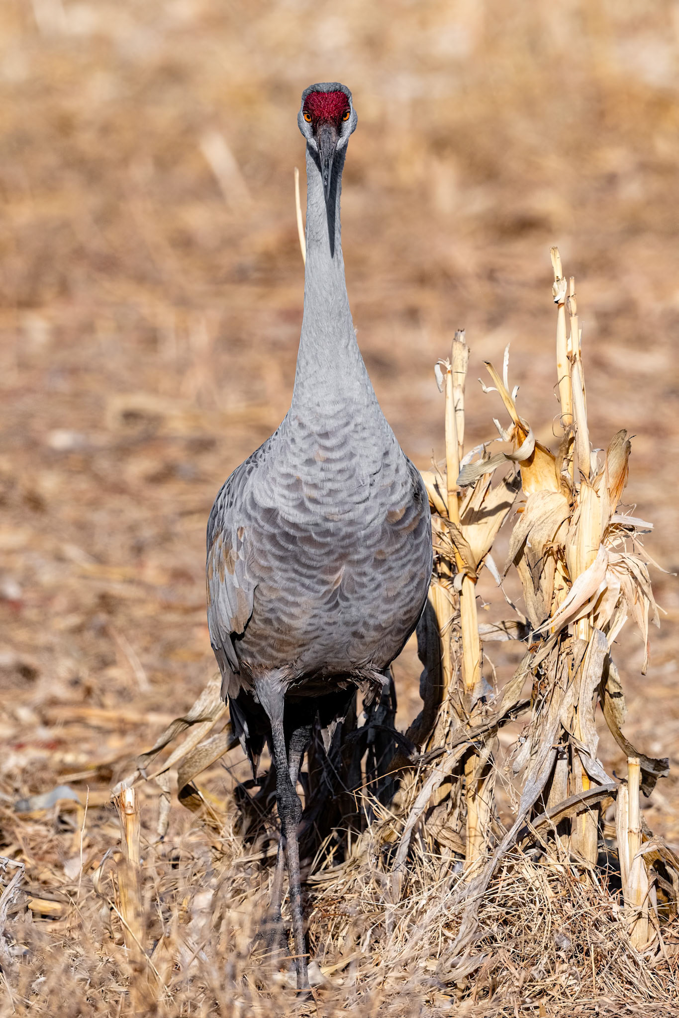 Bernardo Wildlife Area, NM