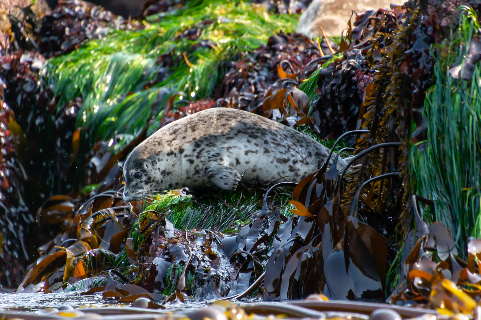 Vancouver Island, British Columbia