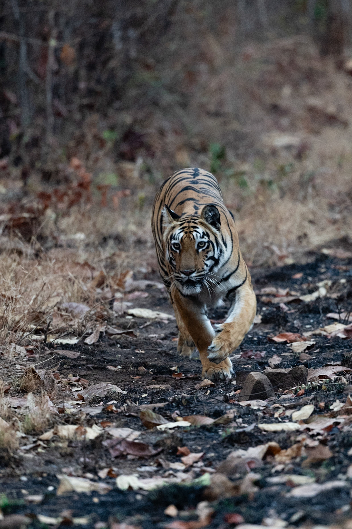 Tadoba Andhari Tiger Reserve