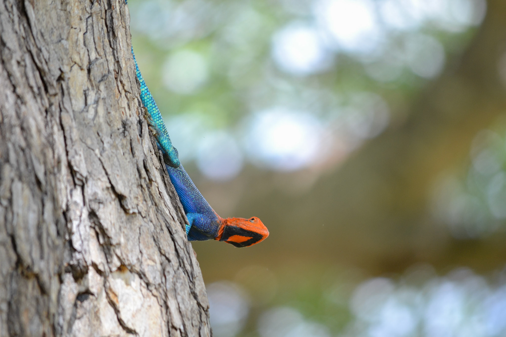 Ruaha National Park, Tanzania
