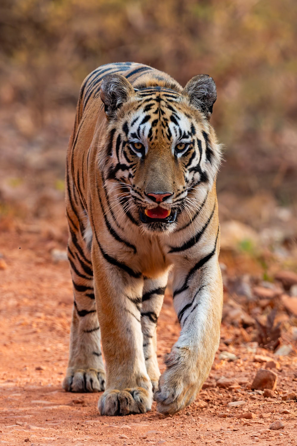 Tadoba Andhari Tiger Reserve