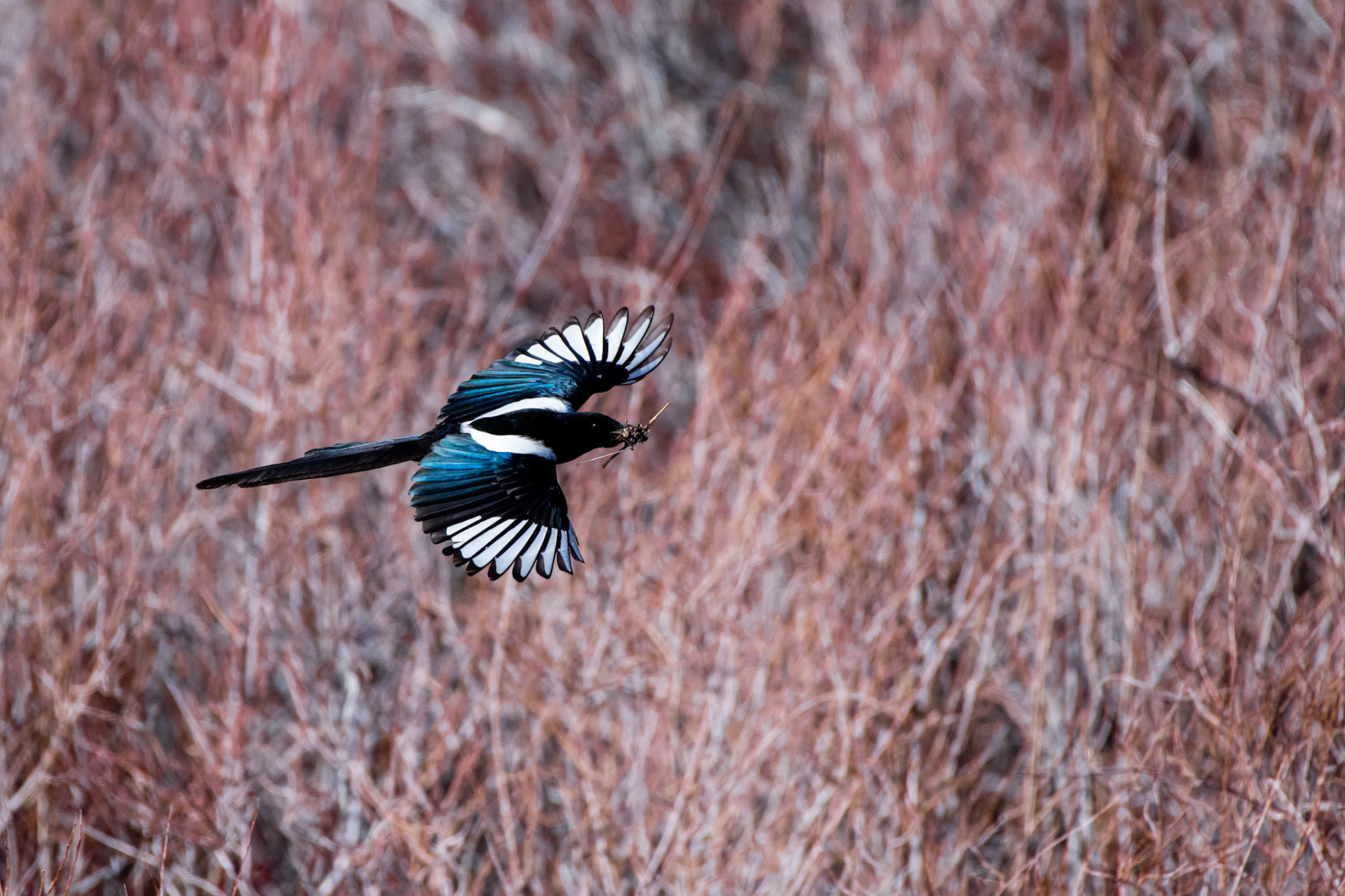 Humboldt-Toiyabe National Forest, NV