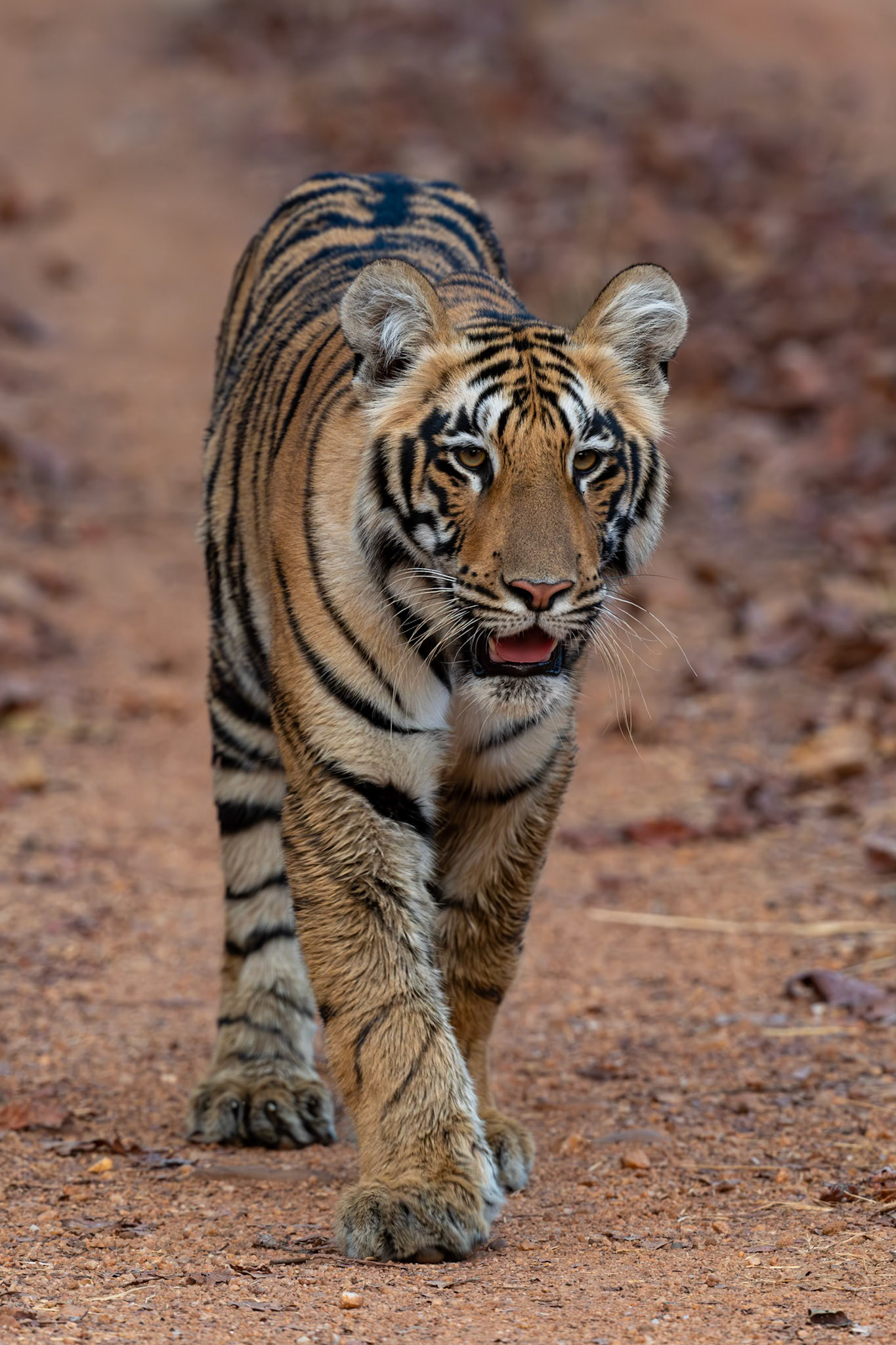 Tadoba Andhari Tiger Reserve