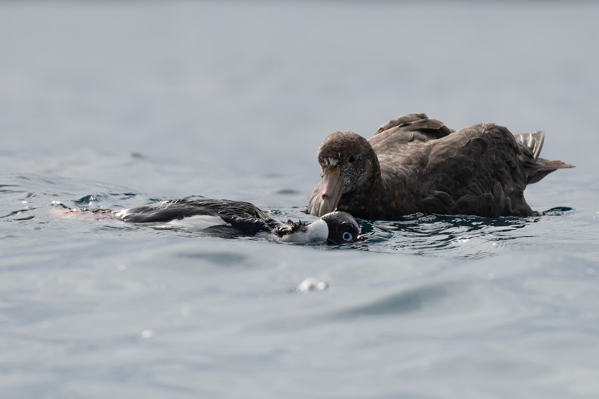 Danger islands, Antarctica