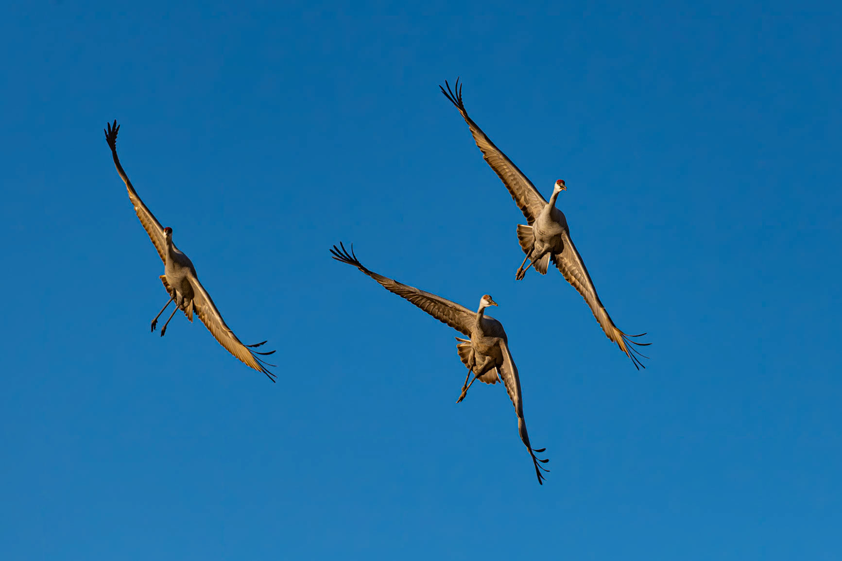 Bernardo Wildlife Area, NM