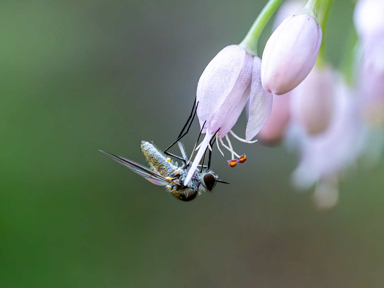 Santa Fe National Forest, NM
