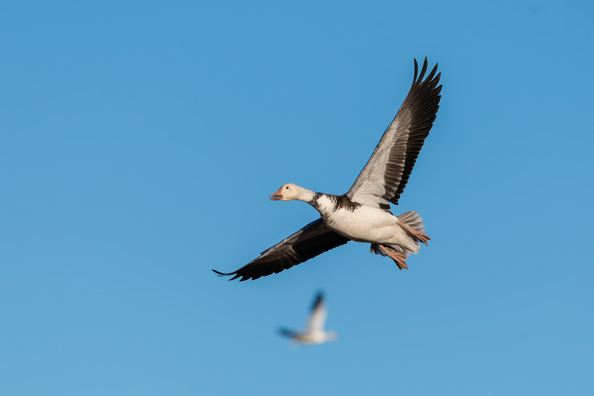 Bernardo Wildlife Area, NM