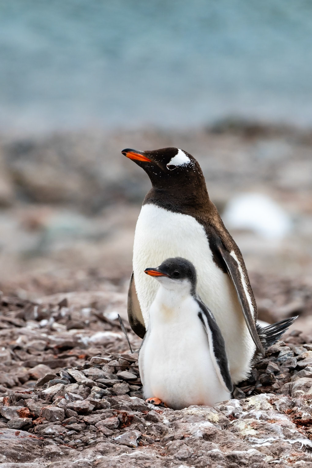 Neko Harbor, Antarctica