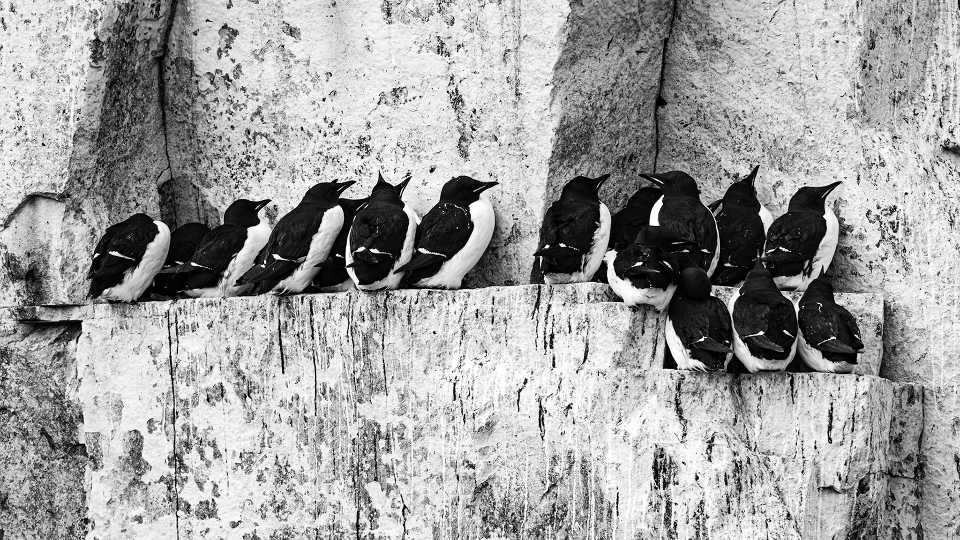 Alkefjellet, Svalbard