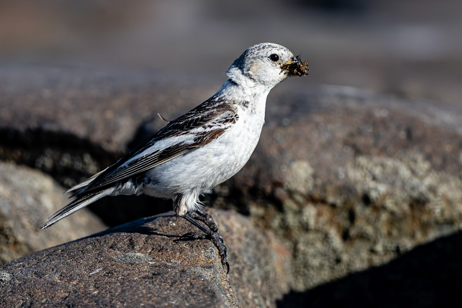 Russebukta, Svalbard