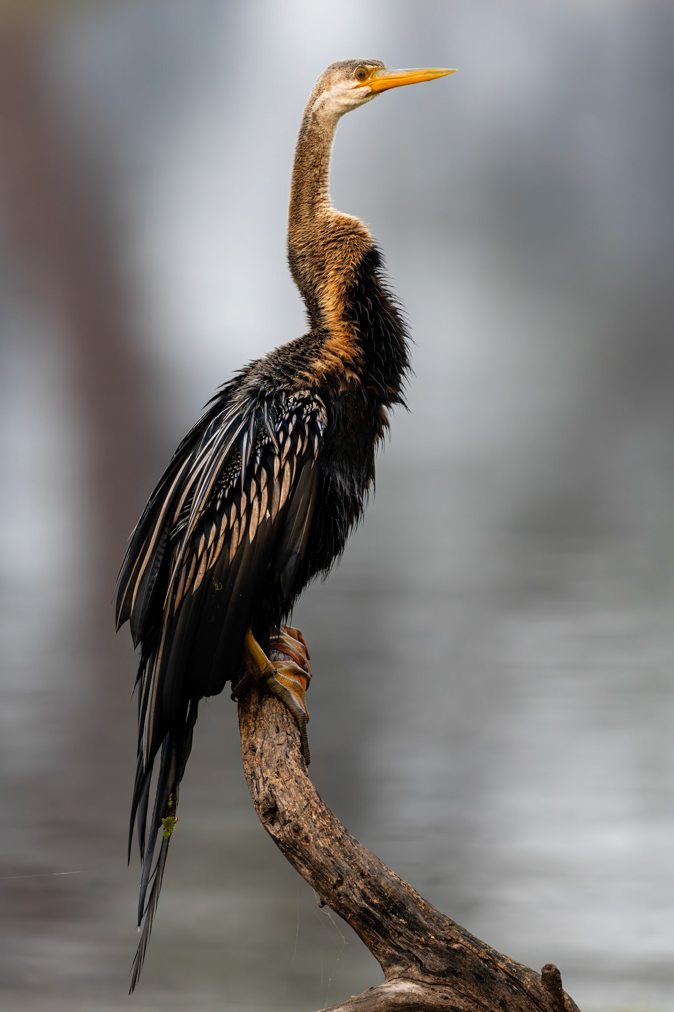Keoladeo National Park