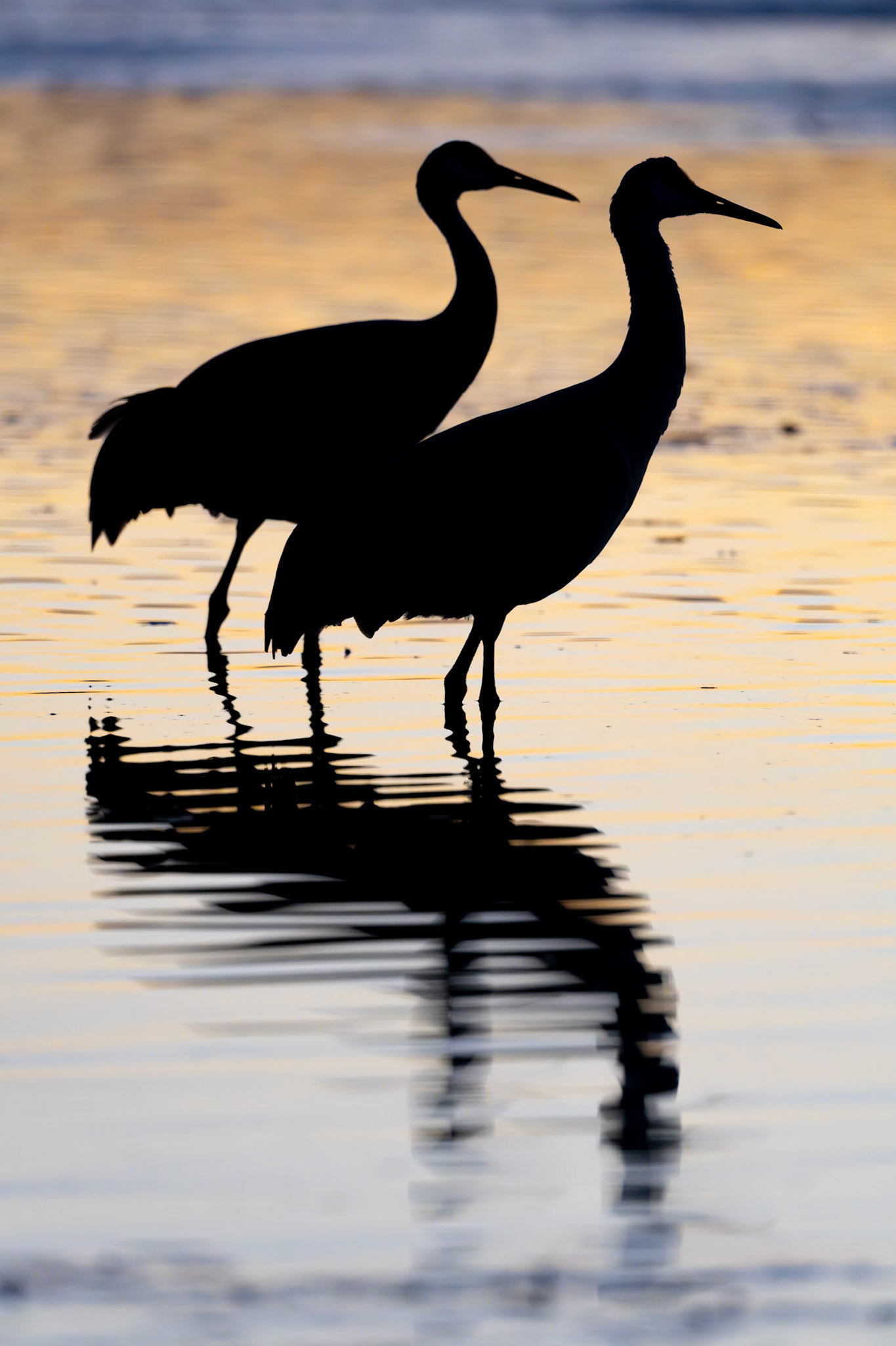 Bernardo Wildlife Area, NM