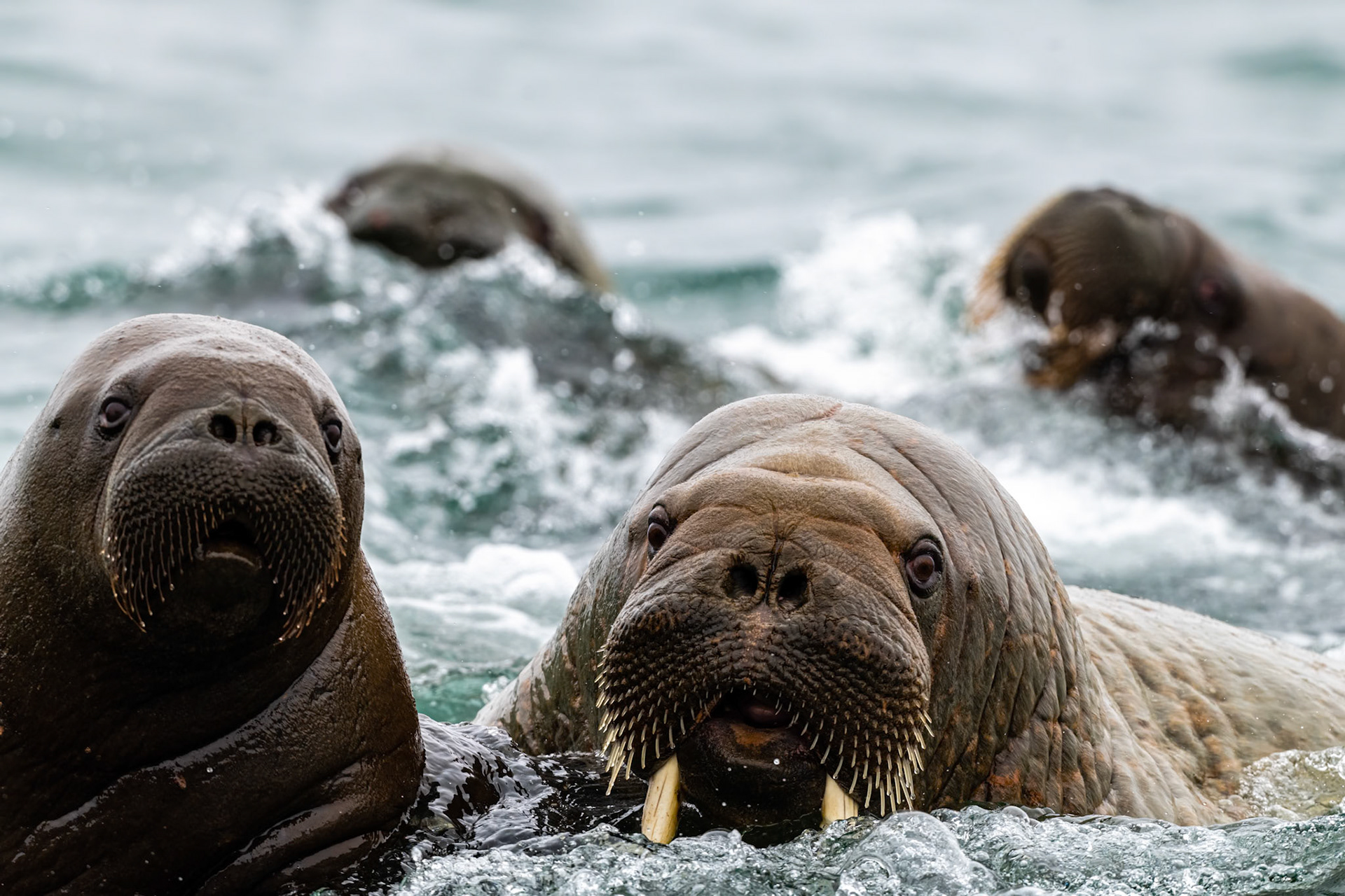 Torellneset, Svalbard