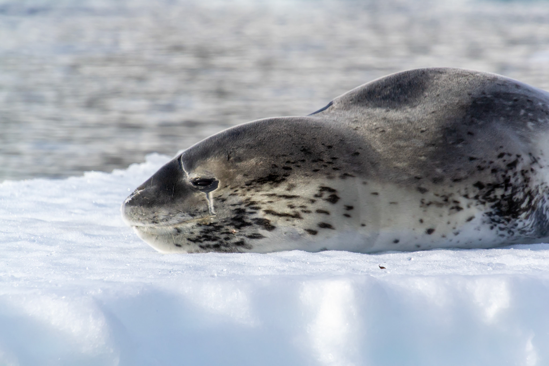 Antarctic Peninsula