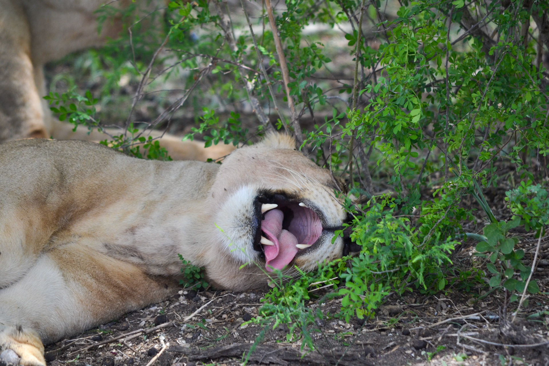 Selous Game Reserve, Tanzania