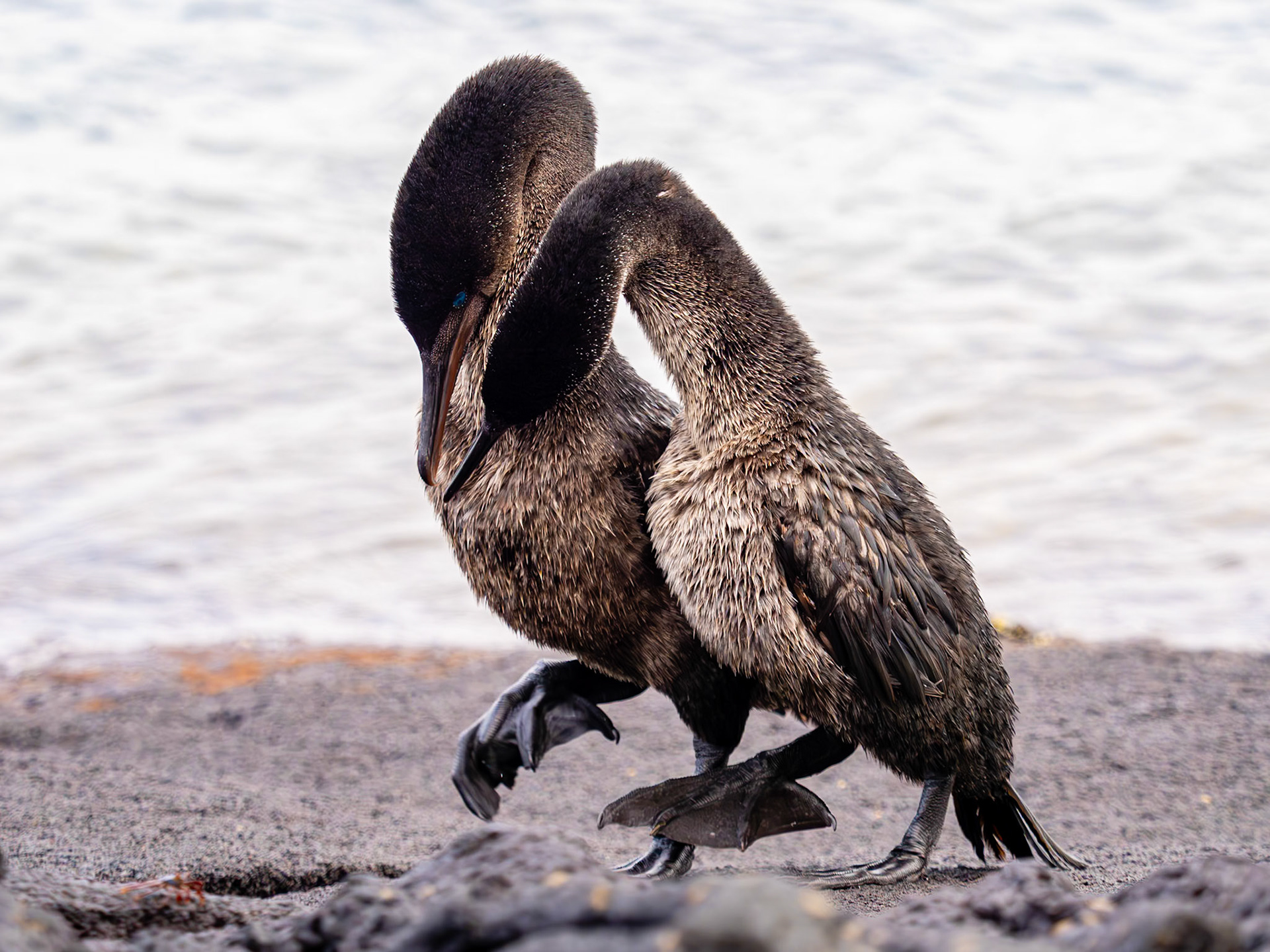 Flightless Cormorants are an endemic species to the Galápagos and the world's only flightless cormorant species. Here the larger male and the female court one another by necking and dancing in unison. Punta Espinoza, Galápagos