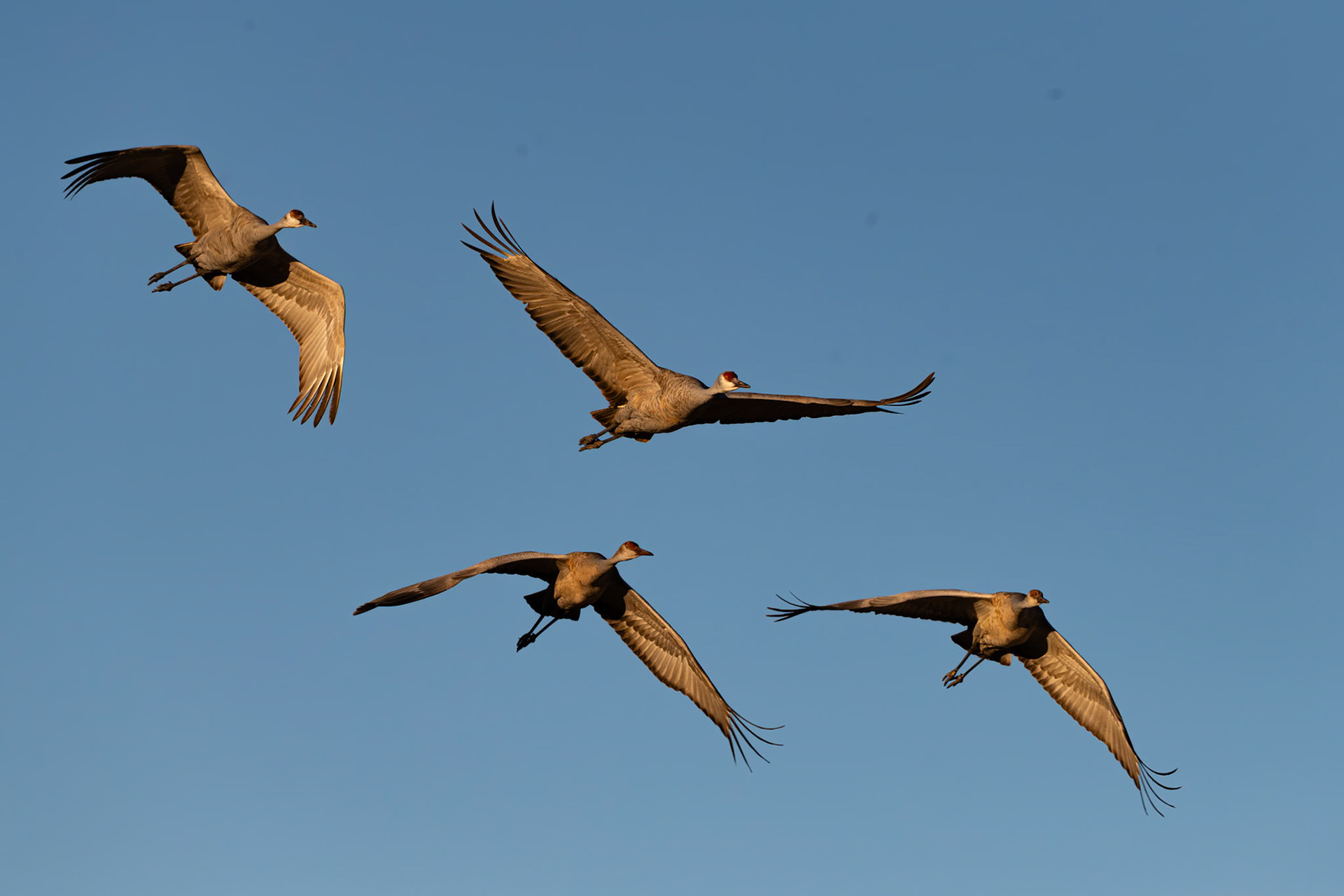 Bernardo Wildlife Area, NM