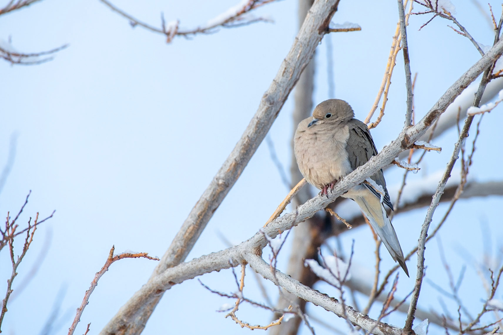 Humboldt-Toiyabe National Forest, NV