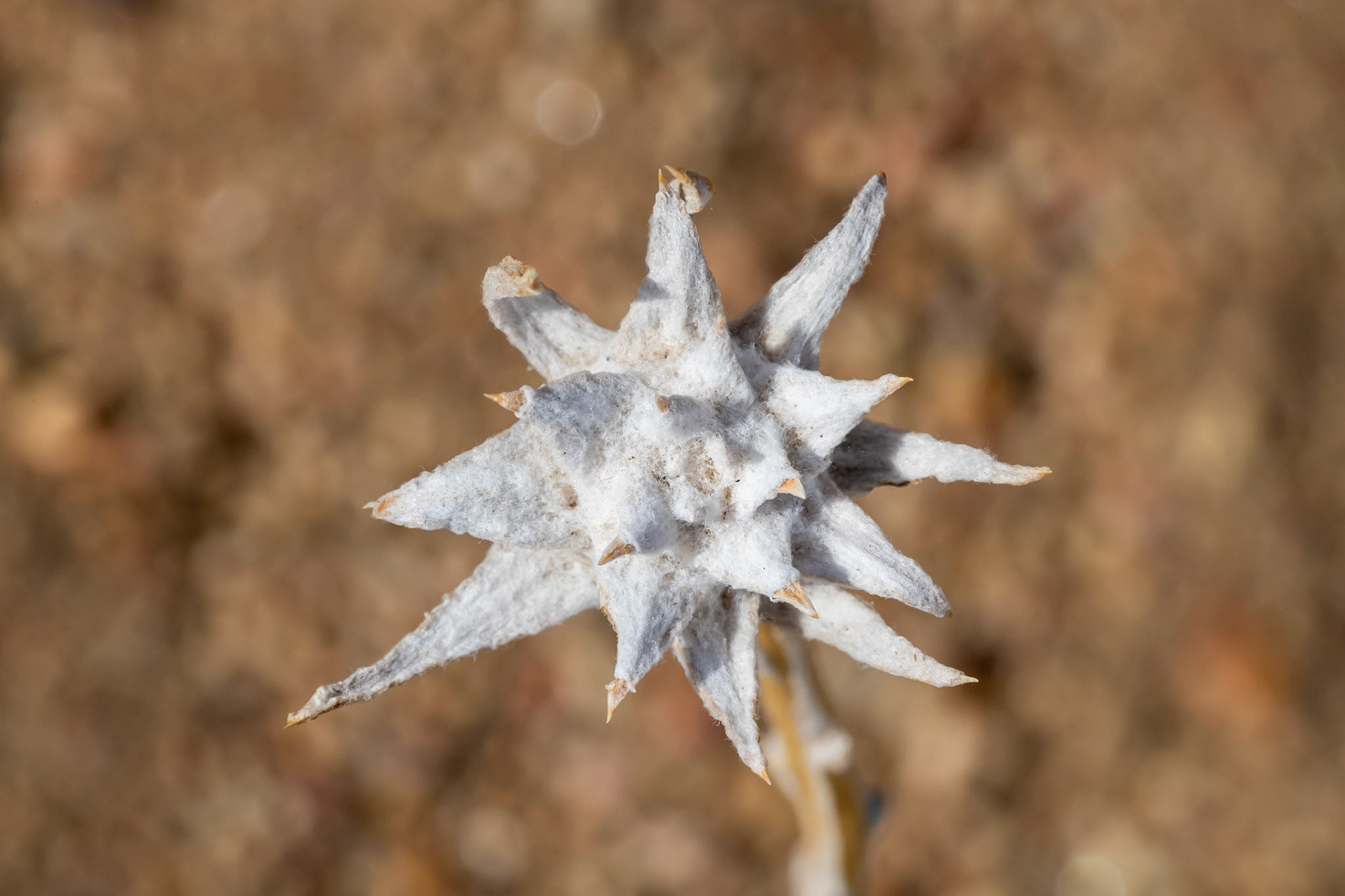 Humboldt-Toiyabe National Forest, NV