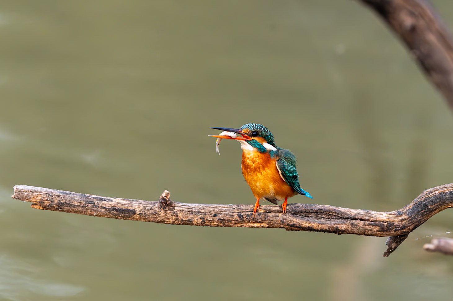 Keoladeo National Park
