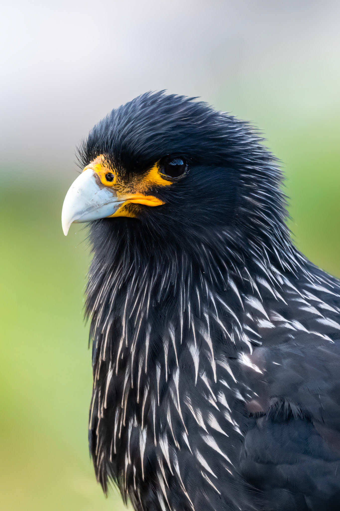 West Point Island, Falklands