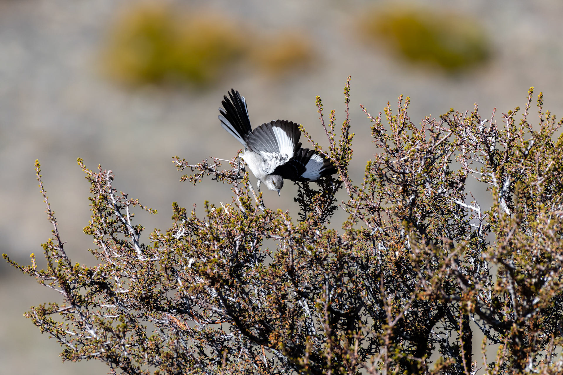 Humboldt-Toiyabe National Forest, NV