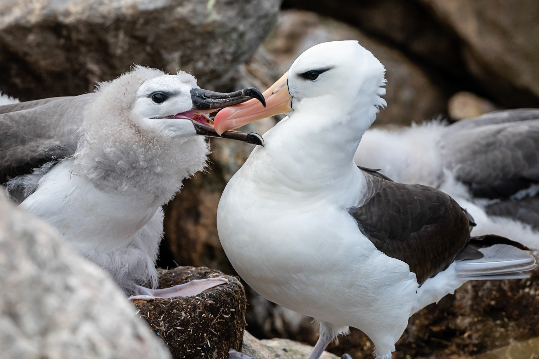 West Point Island, Falklands