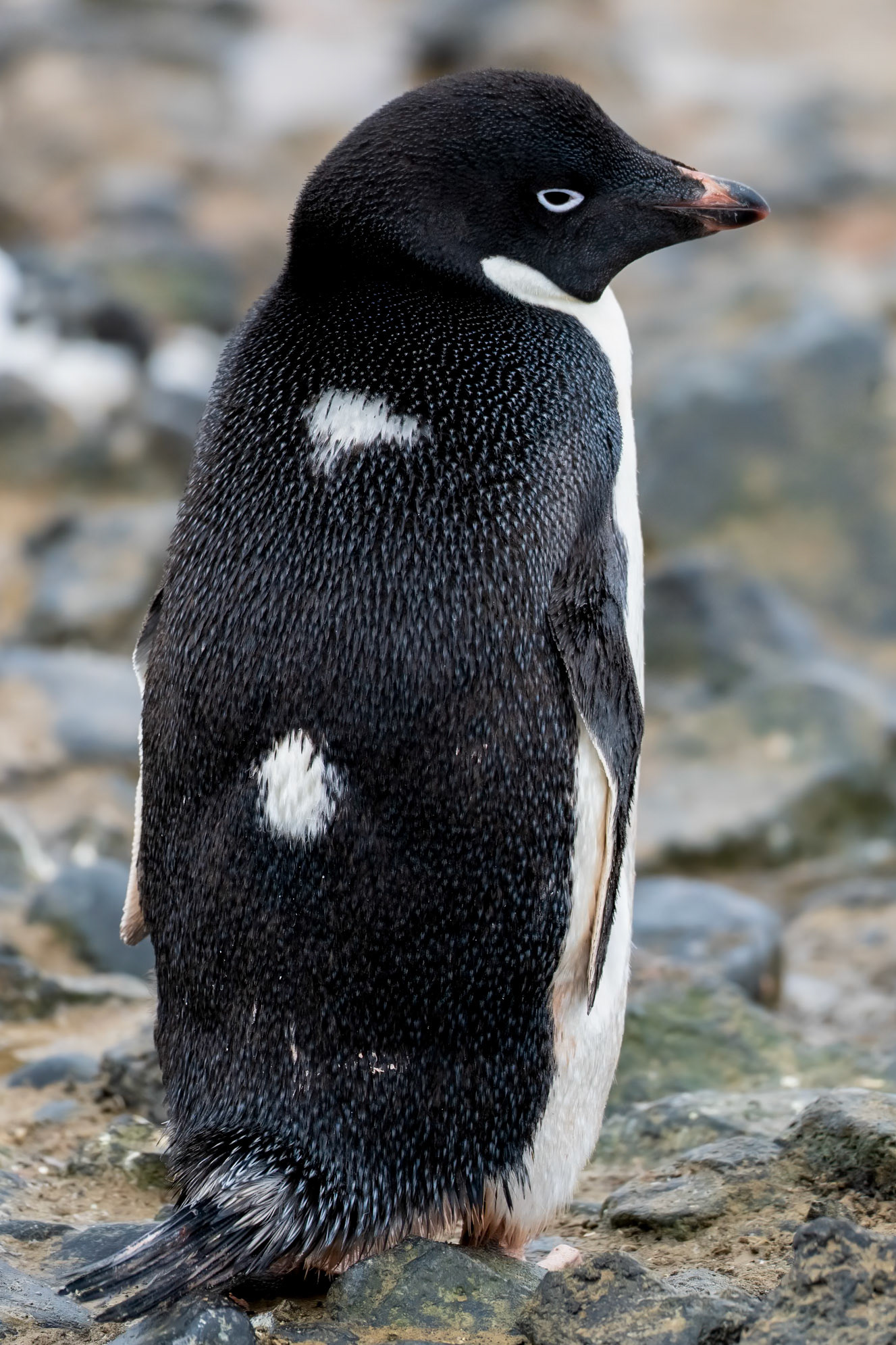 Brown Bluff, Antarctica