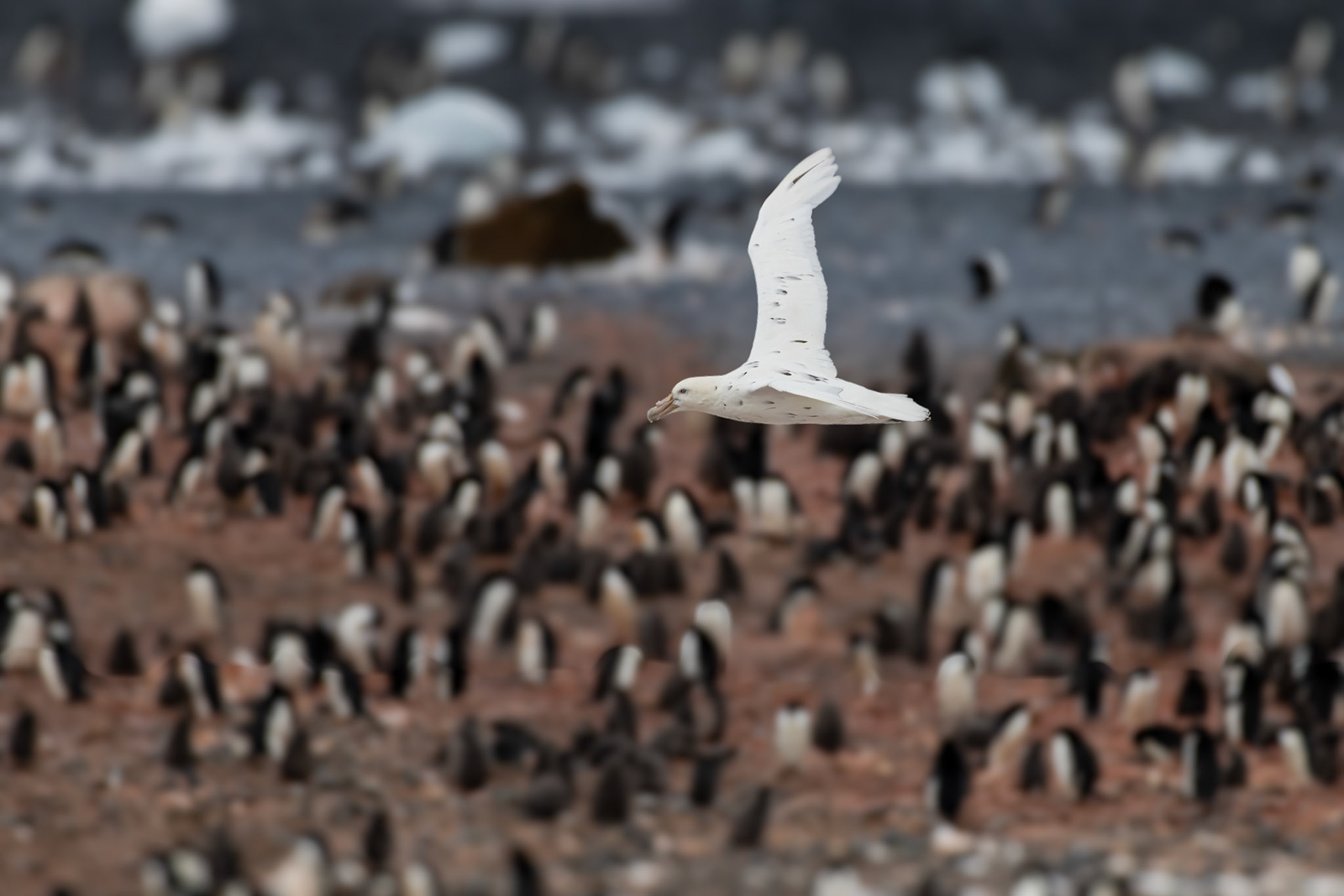 Brown Bluff, Antarctica