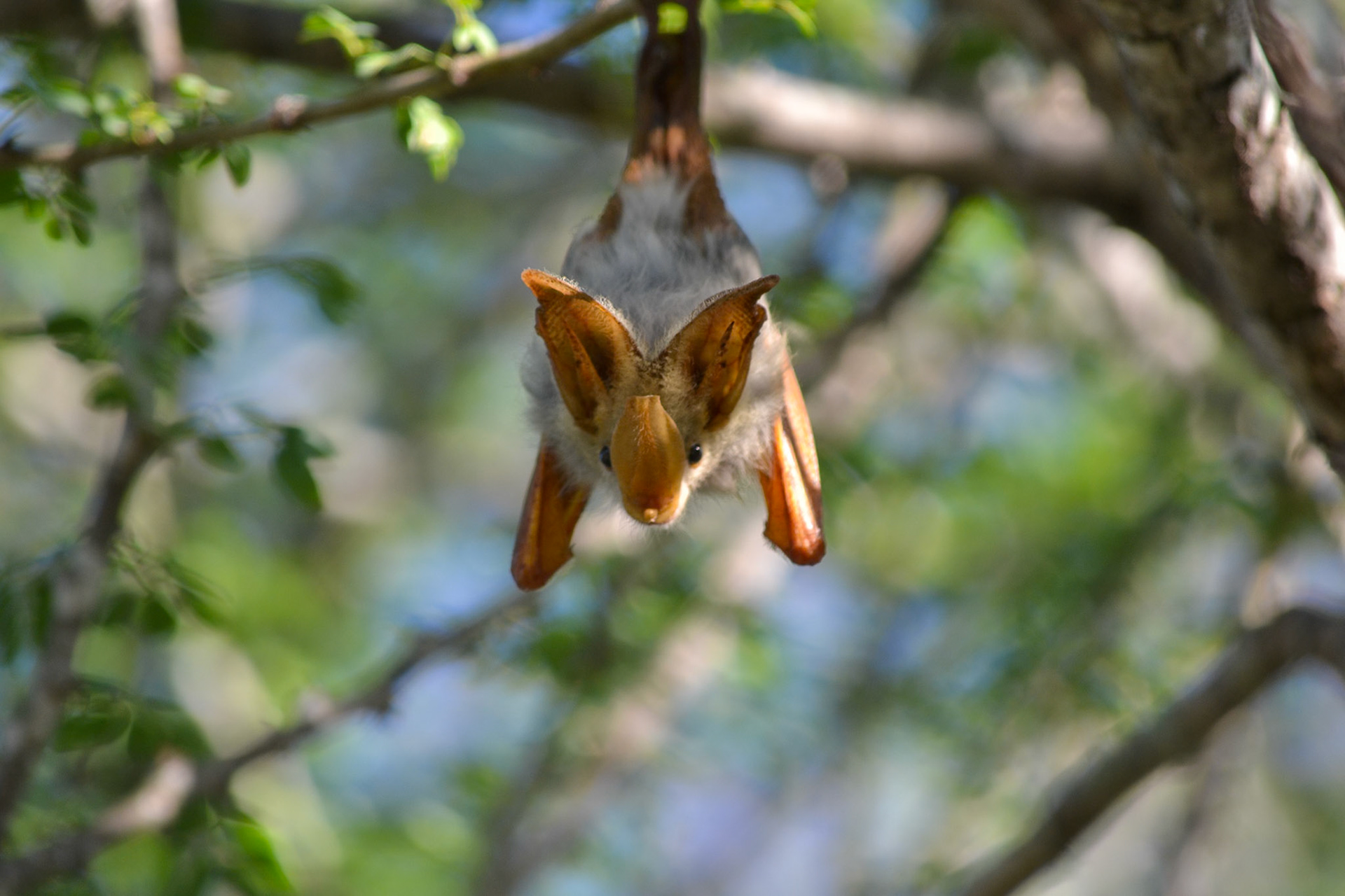 Selous Game Reserve, Tanzania