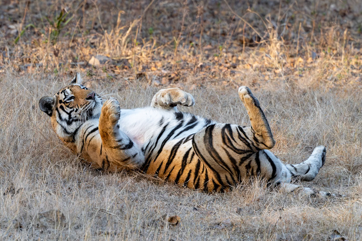 Pench National Park