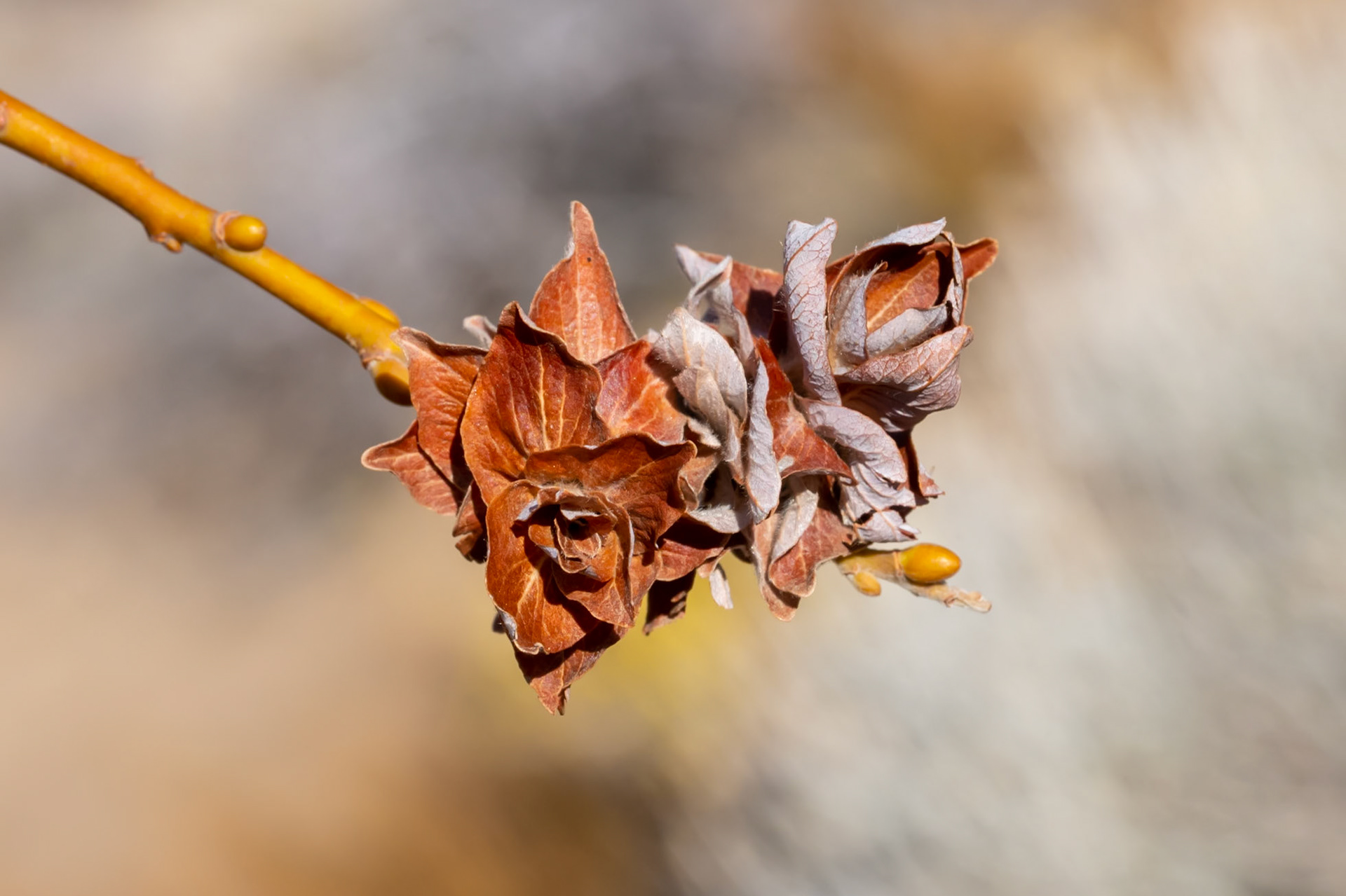 Humboldt-Toiyabe National Forest, NV