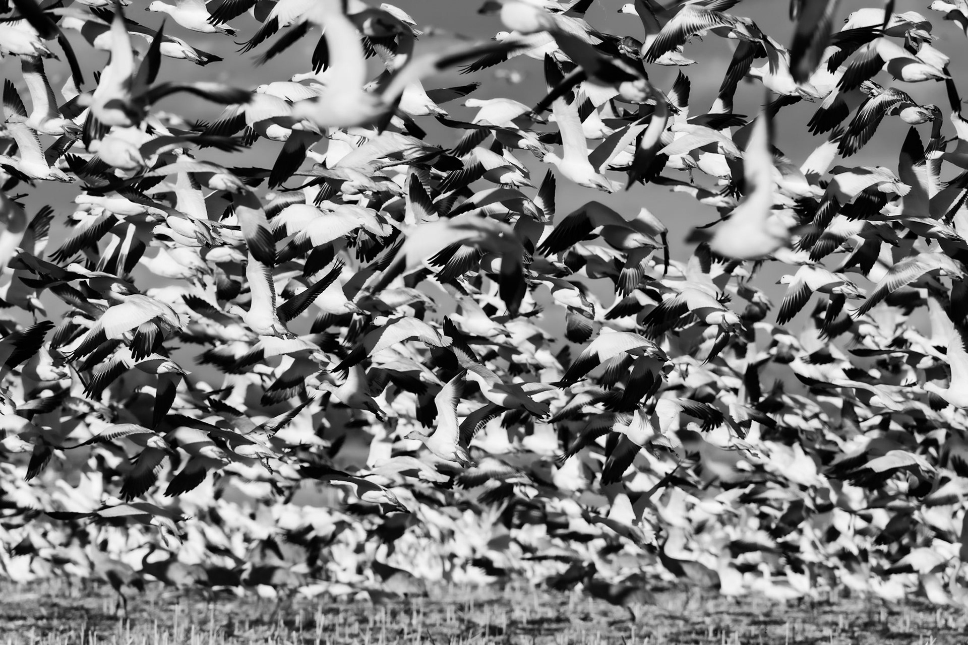 Bernardo Wildlife Area, NM
