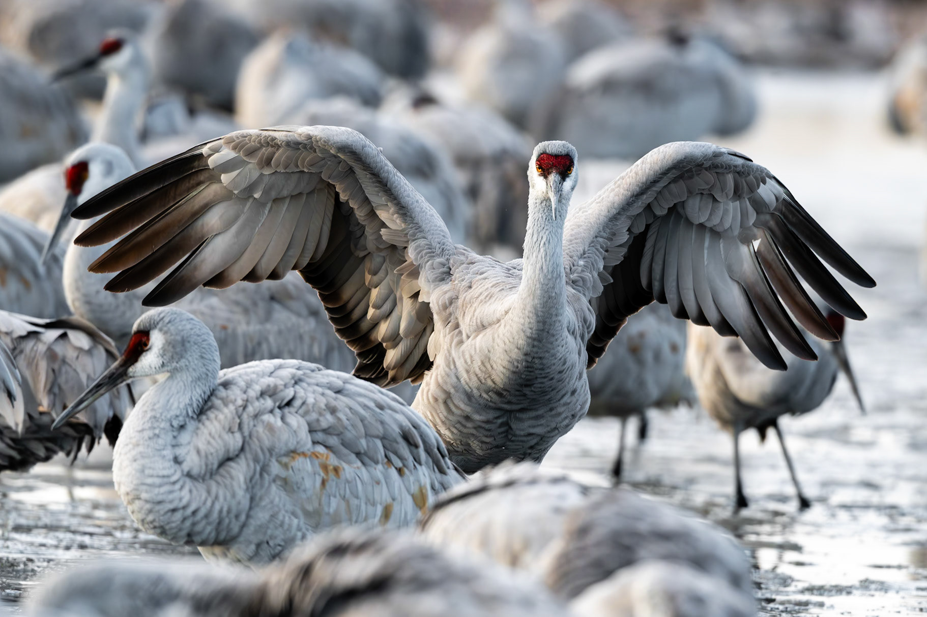 Bernardo Wildlife Area, NM