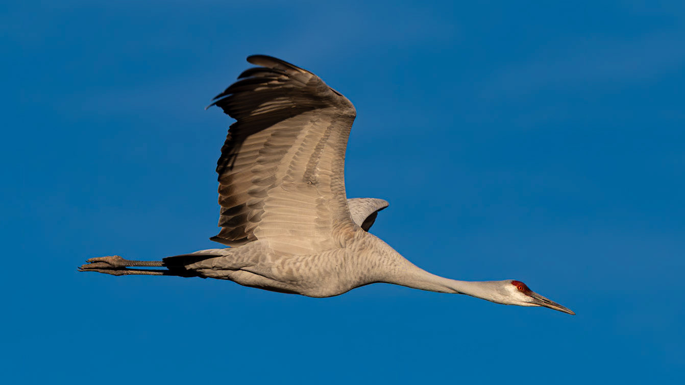 Bernardo Wildlife Area, NM