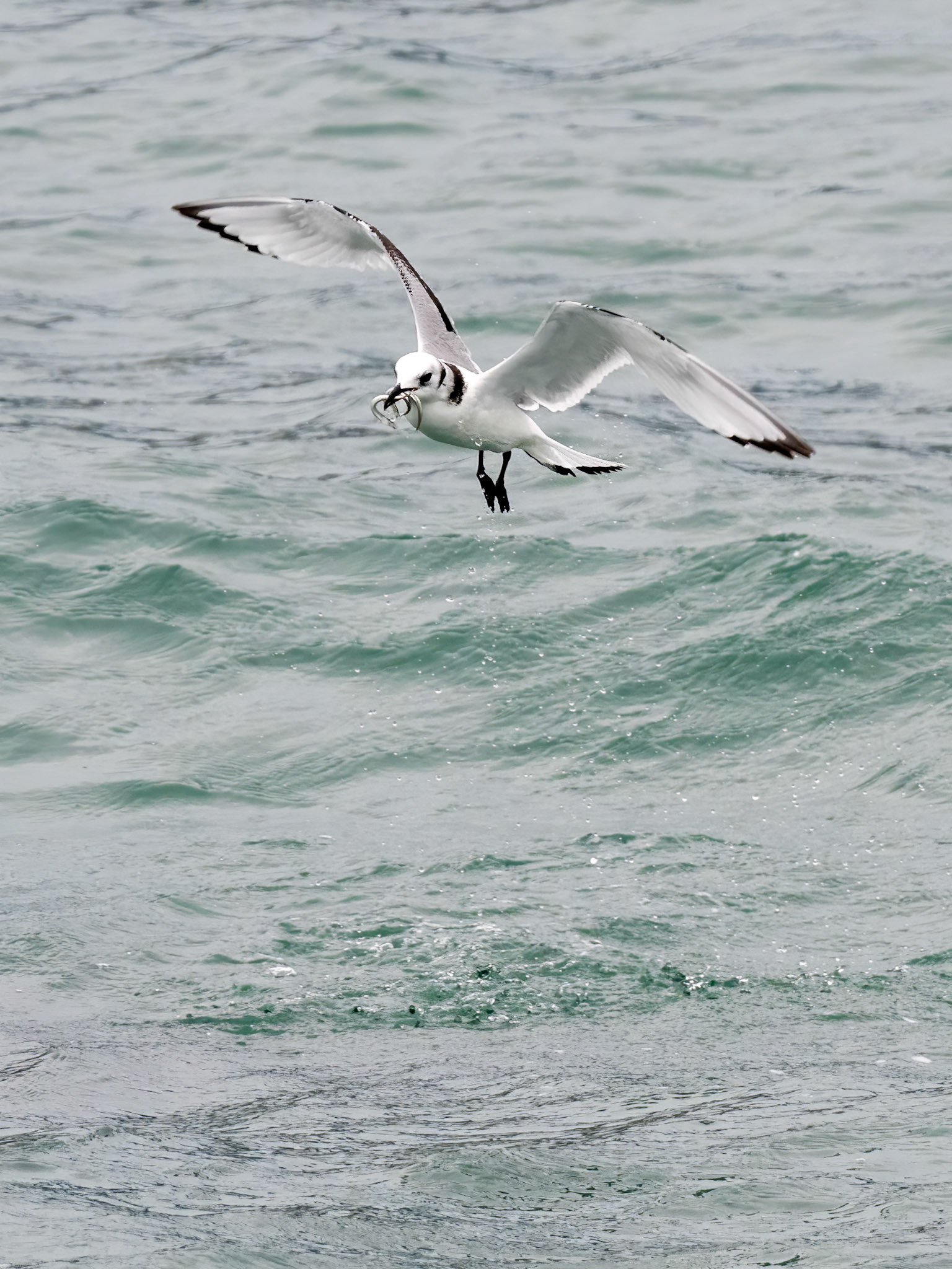 Glacier Bay National Park, AK